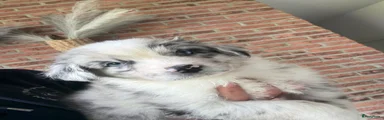 Australian Shepherd Puppy 1