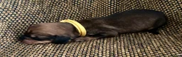 Ruwhaar Teckel honden te koop: Prachtige Standaard Ruwhaar Teckelpuppy’s ,  - Advertentie 16