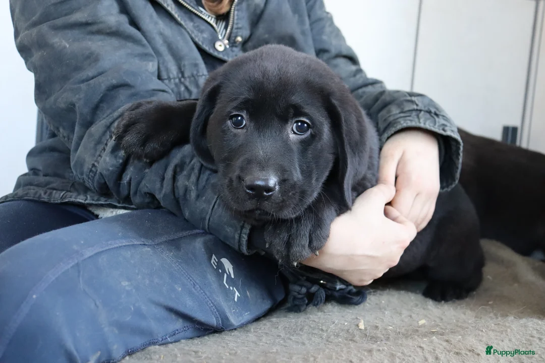 Labrador Retriever honden te koop: Hele lieve labrador pups te koop! - Advertentie 16