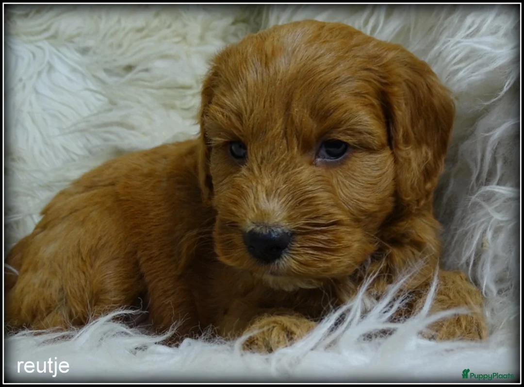 Cockapoo honden te koop: Cockapoo pups - Advertentie 2