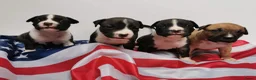 American Staffordshire Terriër honden te koop: Prachtige nestje amstaff pups - Advertentie 39