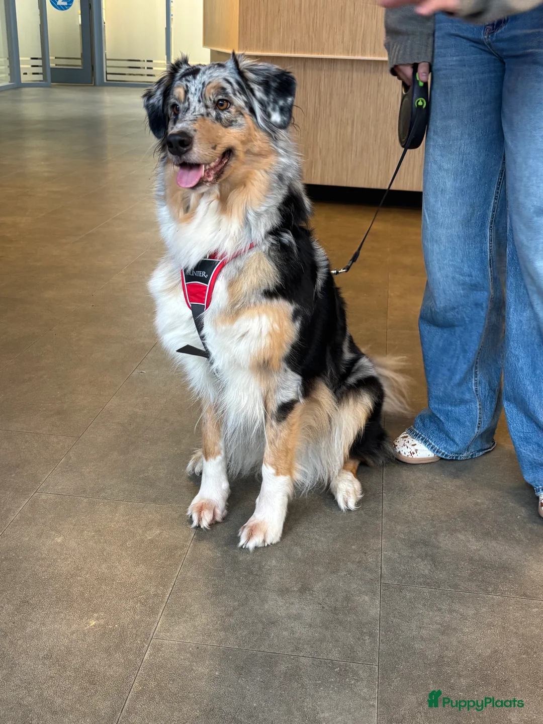 Australian Shepherd honden te koop: Pups verwacht 18 maart Australische herders  - Advertentie 1