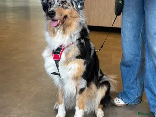 Australian Shepherd honden Pups verwacht 18 maart Australische herders - Advertentie 2