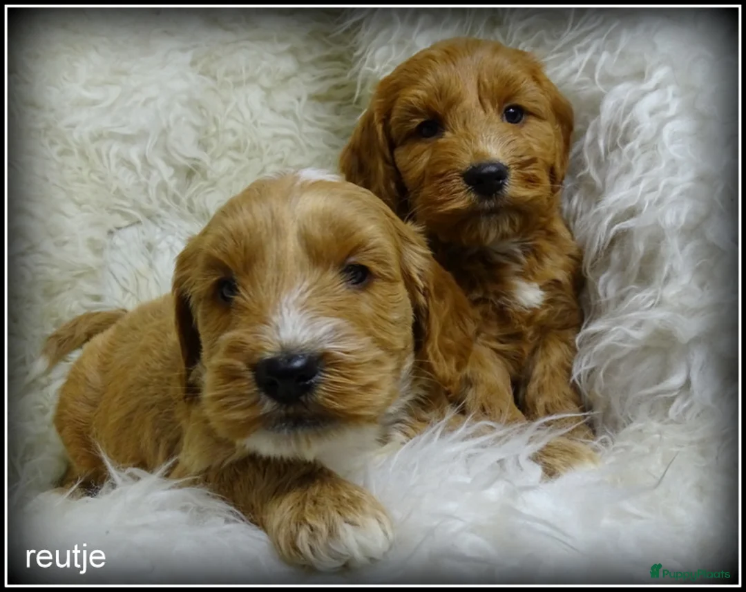 Cockapoo honden te koop: Cockapoo pups - Advertentie 8