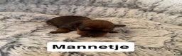 Kruising honden te koop:  Dwergpincher x Chihuahau X Kaninchenteckel pups. - Advertentie 8