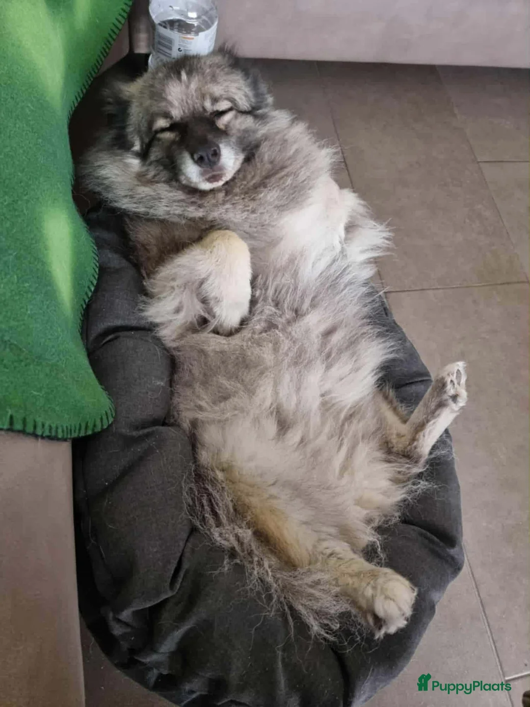 Keeshond honden ter adoptie: Keeshond teef gesterliseerd - Advertentie 2