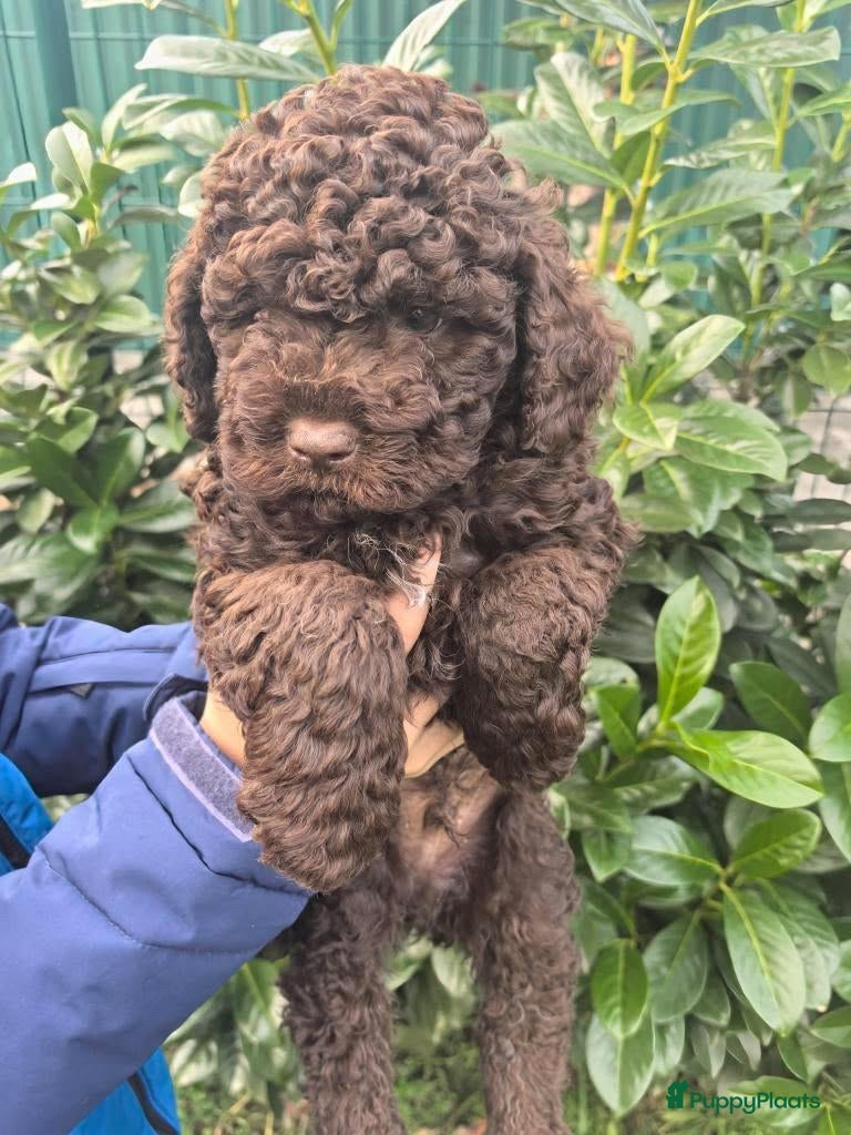 Lagotto Romagnolo honden Lagotto Romagnolo pups - Advertentie 5