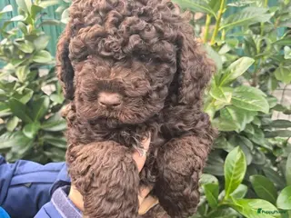 Lagotto Romagnolo honden Lagotto Romagnolo pups - Advertentie 5