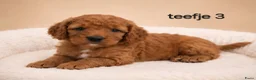 Cavapoo honden te koop: Supee mooie cavapoo pups - Advertentie 3