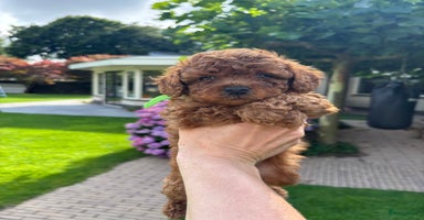 Poedel Toy honden - Advertentie 5