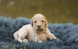 Labradoodle honden te koop: Prachtige multigen Labradoodles wavy vacht - Afbeelding 17