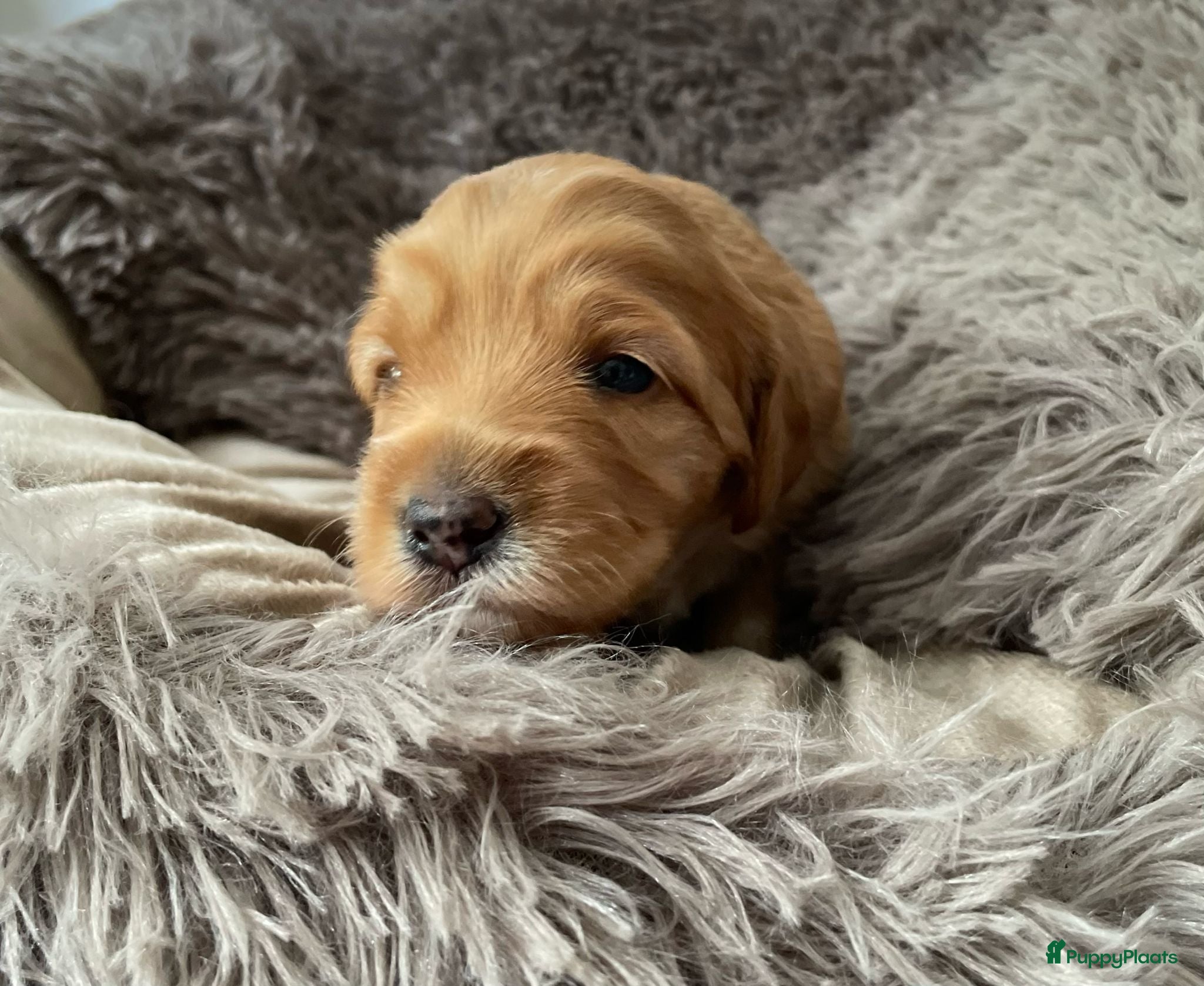 Australian Labradoodle honden te koop: Nestje Australian Labradoodles mini - Advertentie 12