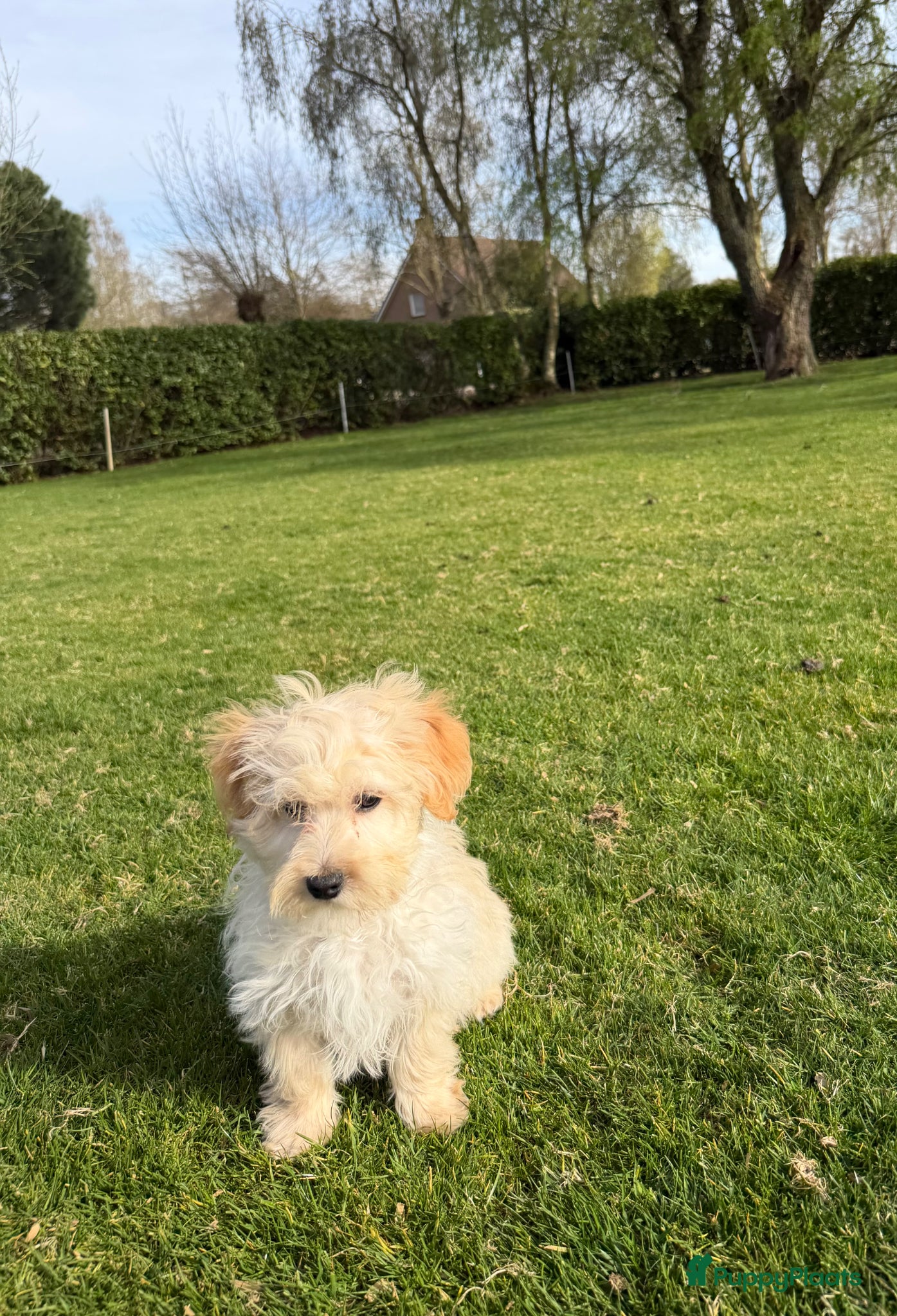 Maltipoo honden te koop: Maltipoo (Maltezer x Toy Poedel) pups - Advertentie 3