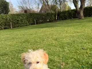 Maltipoo honden te koop: Maltipoo (Maltezer x Toy Poedel) pups - Advertentie 3
