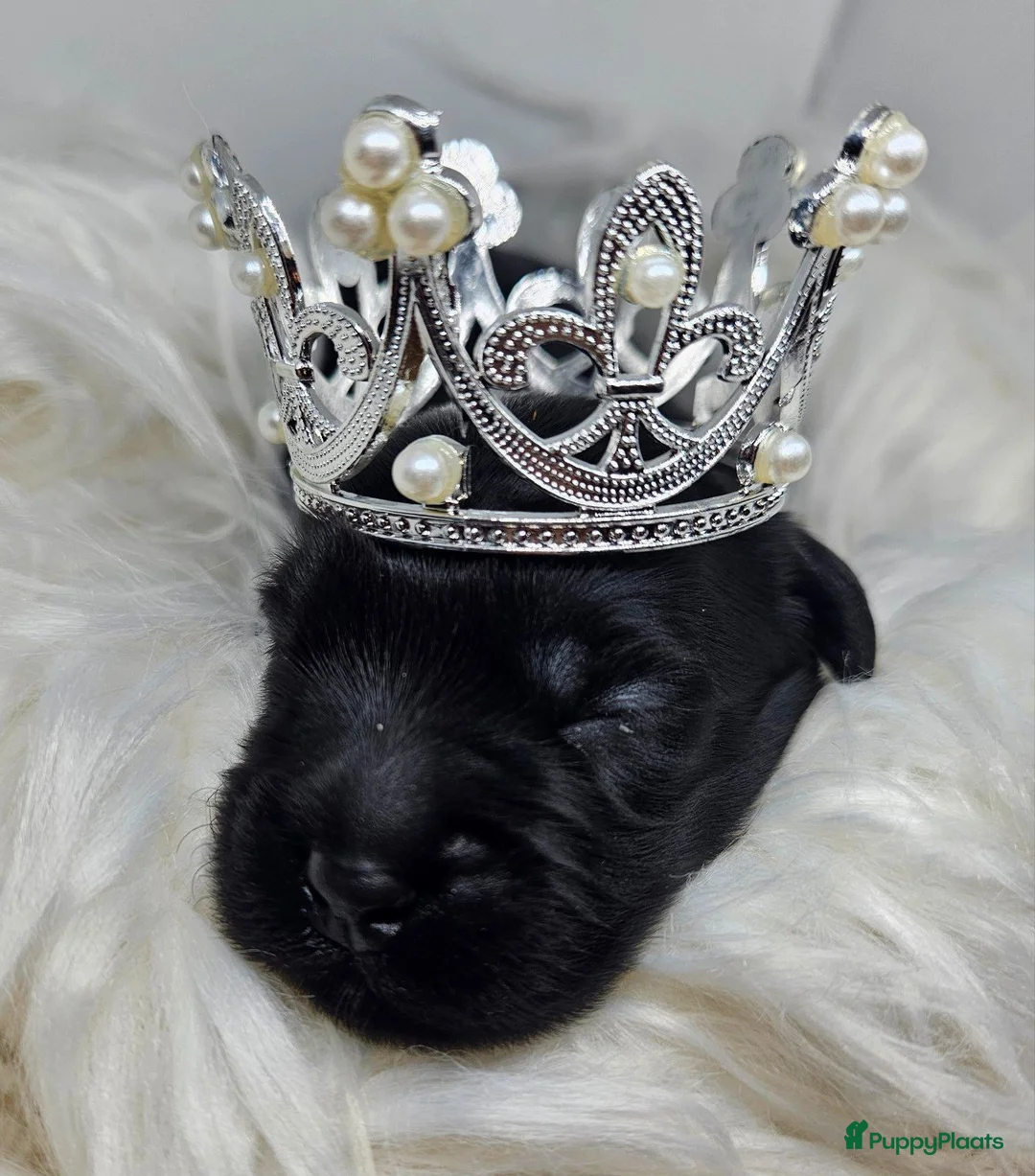 Labradoodle honden te koop: Prachtige labradoodle pups te koop  - Advertentie 6