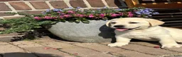 Labrador Retriever honden te koop: Gele Labrador pups - Advertentie 1