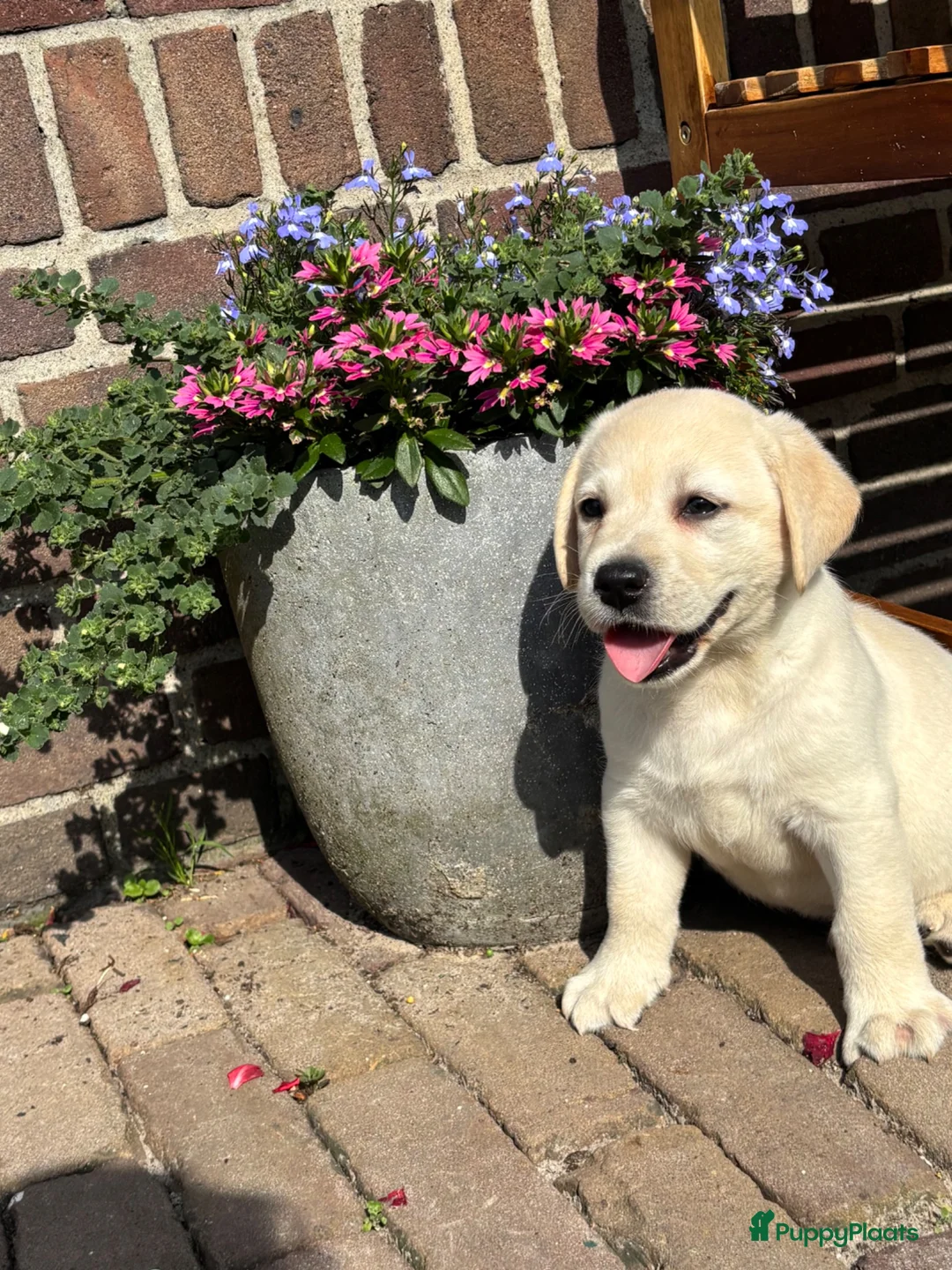 Labrador Retriever honden te koop: Gele Labrador pups - Advertentie 1