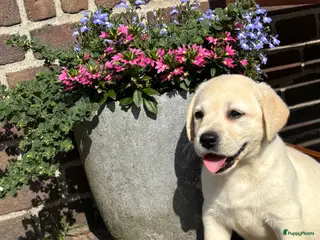 Labrador Retriever honden te koop: Gele Labrador pups - Advertentie 2