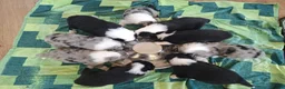 Australian Shepherd honden te koop: Australian Shepherd reutje met stamboom - Advertentie 8