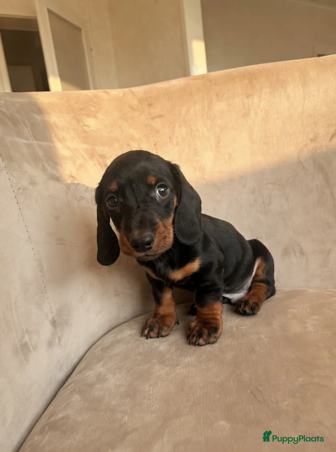 Teckel (korthaar)  honden te koop: Kortharige kaninchen teckel pups - Advertentie 2