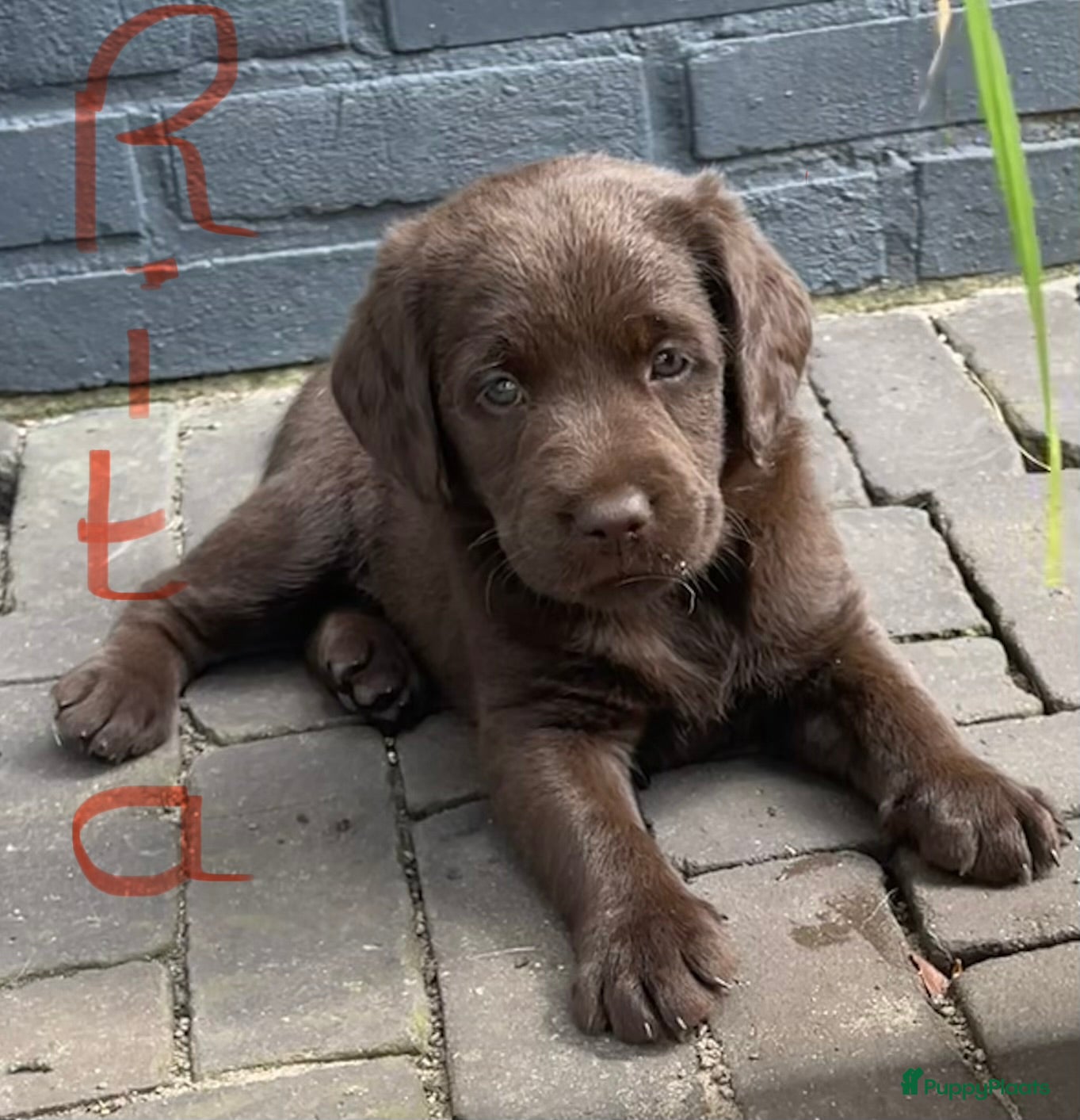 Labradoodle honden 5 unieke Labradoodles bruin met witte aftekeningen - Advertentie 1