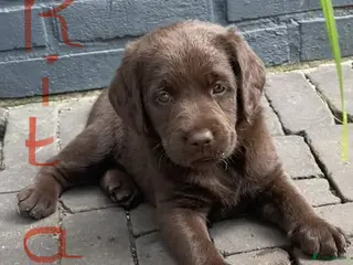 Labradoodle honden 5 unieke Labradoodles bruin met witte aftekeningen - Advertentie 1