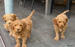 Australian Labradoodle honden te koop: Magic Doodles Rasta - Afbeelding 6