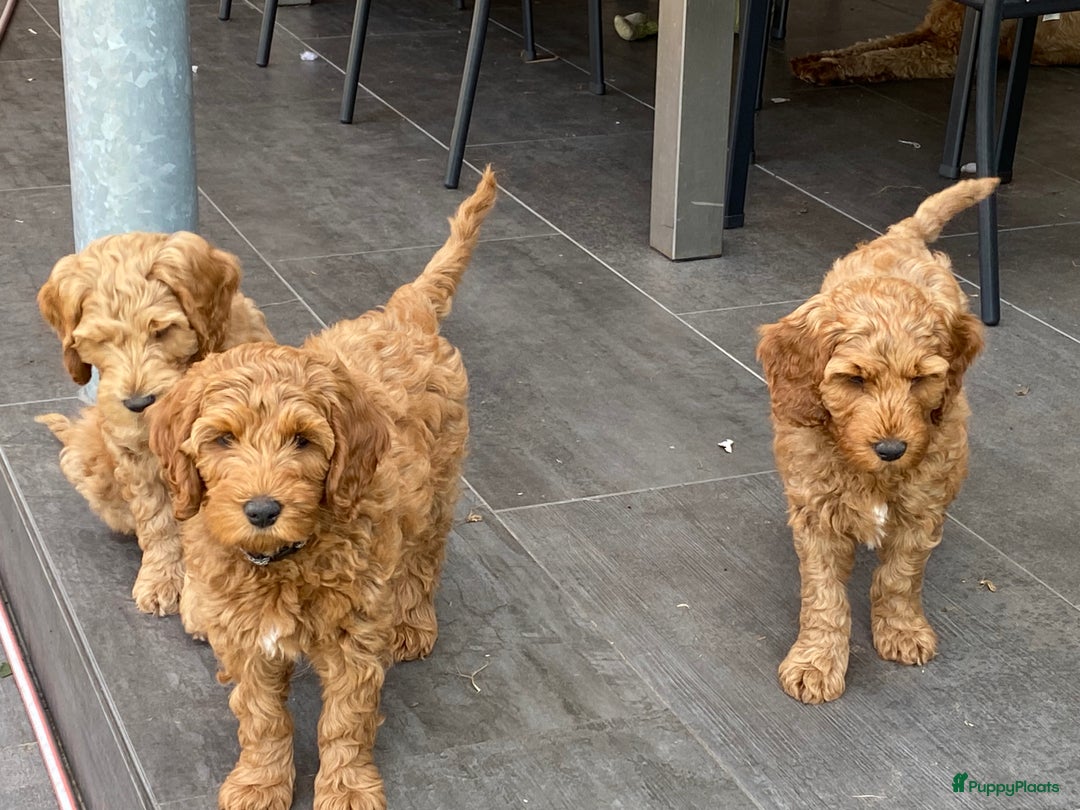 Australian Labradoodle honden te koop: Magic Doodles Rasta - Afbeelding 6