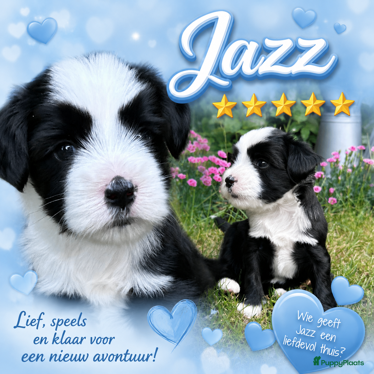 Tibetaanse Terriër honden Prachtig Tibetaanse Terriër reutje - Advertentie 1