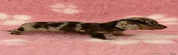 Ruwhaar Teckel honden te koop: Ruwhaar Kaninchen teckel pups - Advertentie 5