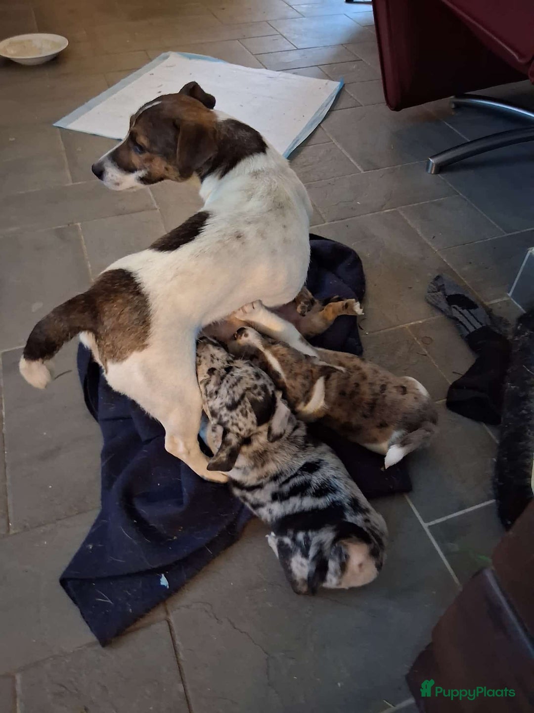 Jack Russel Terriër honden te koop: Merle Jackrussel te koop - Advertentie 4