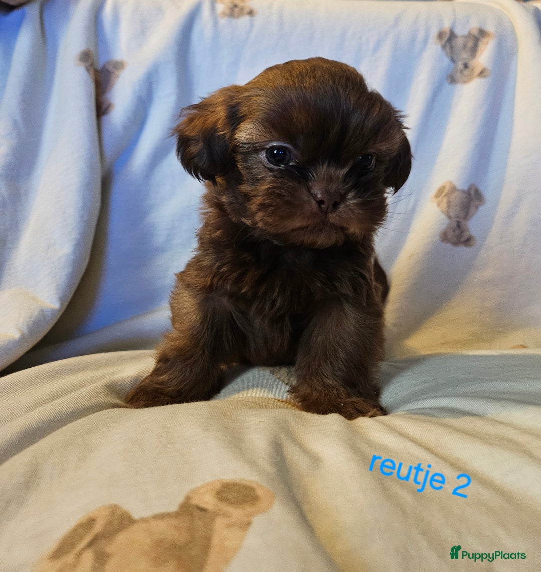 Shih Tzu honden te koop: Laatste Mooie shih tzu reutje - Advertentie 4