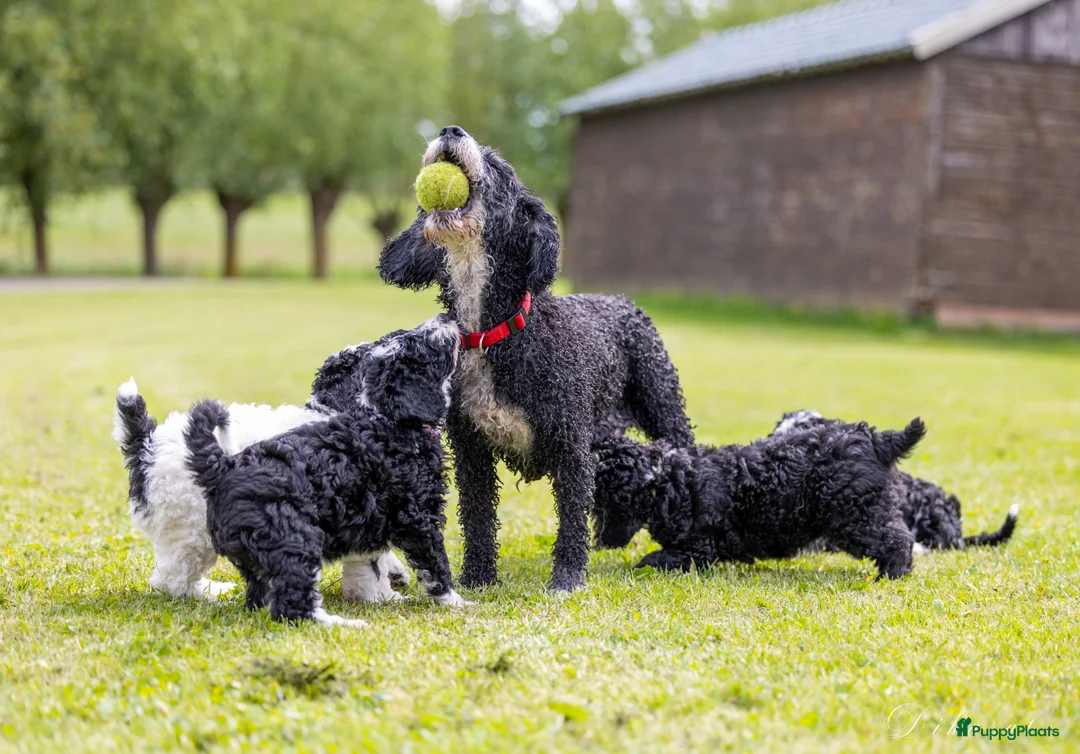 Galerij afbeelding {{count}}