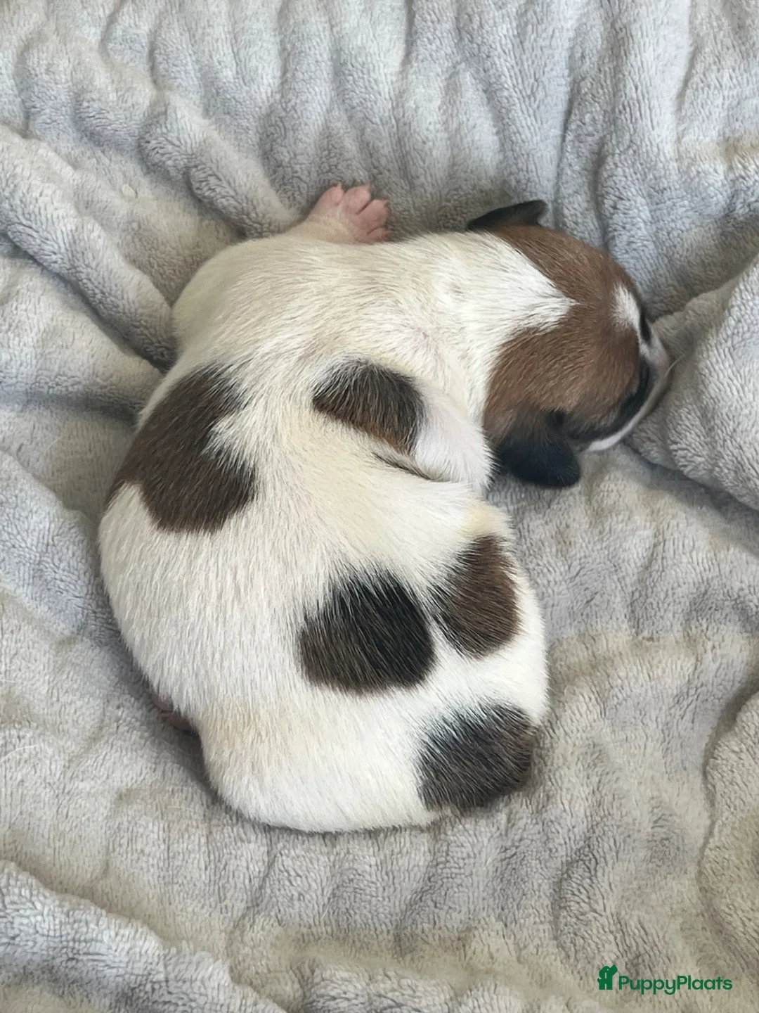 Jack Russel Terriër honden te koop: Laagbenige kortharige Jack Russell pups geboren - Advertentie 16