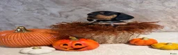 Teckel (korthaar)  honden te koop: Prachtige dwerg teckeltjes  - Advertentie 8