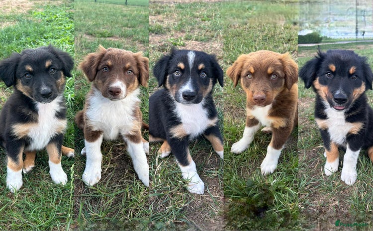 Australian Shepherd honden - Advertentie 2
