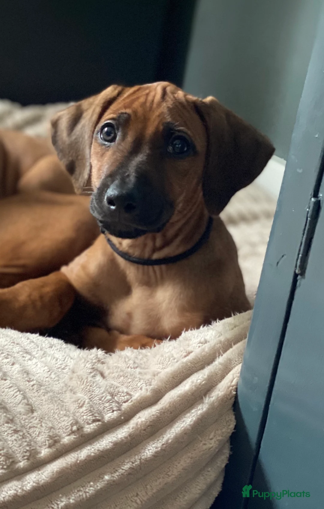 Rhodesian Ridgeback honden te koop: 10 prachtige Rhodesian Ridgeback pups te koop - Advertentie 1