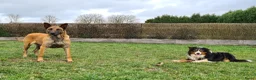 Kruising honden te koop: Prachtige Border Collie x Mechelse Herder pups F1 - Advertentie 12