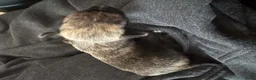 Chihuahua honden te koop: Korthaar chihuahuapups - Advertentie 15