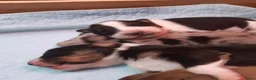 Kruising honden te koop:  Australian Shepherd (75%) x Bordercollie (25%) - Advertentie 8