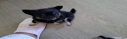 Chihuahua honden te koop: Zeer mooie chihuahua pupjes  - Advertentie 4