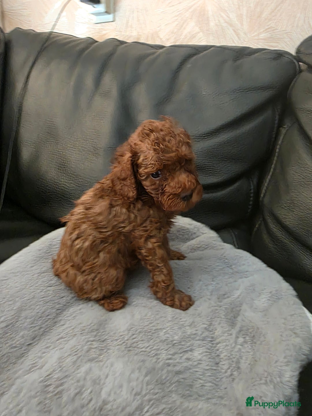 Poedel Toy honden te koop: Toy poedel pups - Afbeelding 4