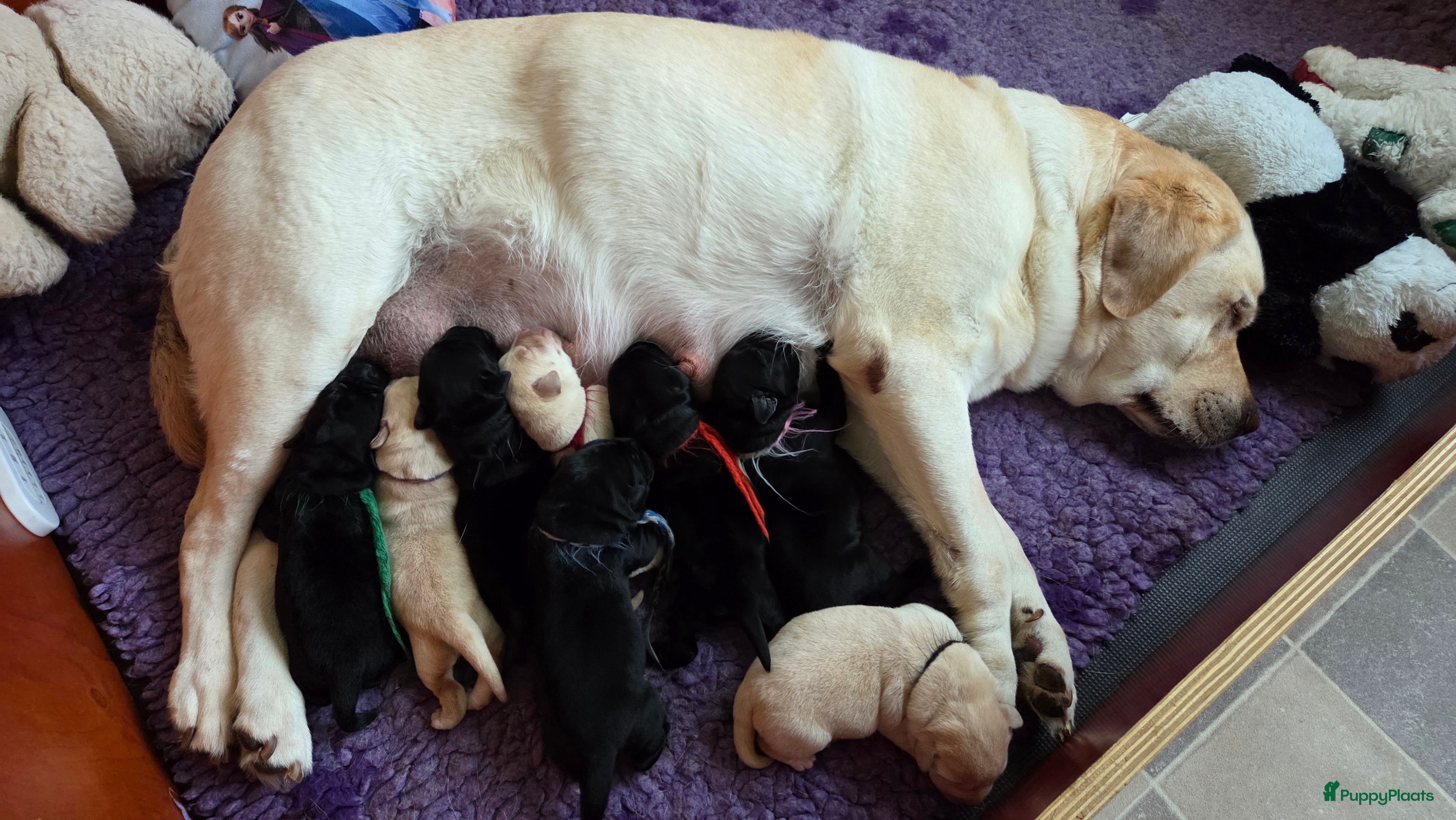 Labrador Retriever honden Nog enkele zwarte pups beschikbaar - Advertentie 5