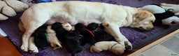Labrador Retriever honden te koop: Nog enkele zwarte pups beschikbaar - Advertentie 1