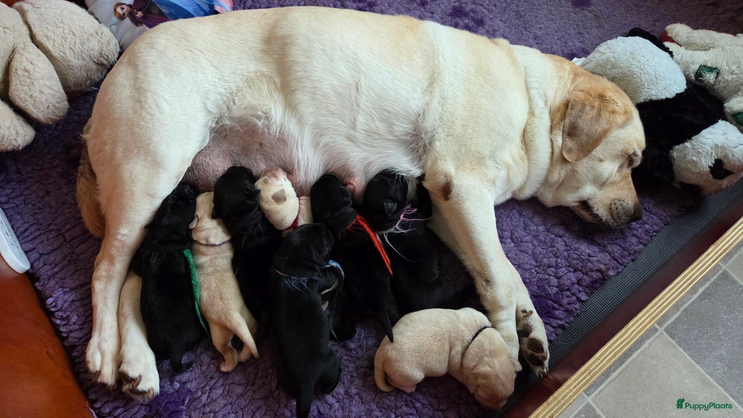 Labrador Retriever honden te koop: Nog enkele zwarte pups beschikbaar - Advertentie 1
