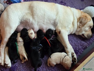 Labrador Retriever honden Nog enkele zwarte pups beschikbaar - Advertentie 1