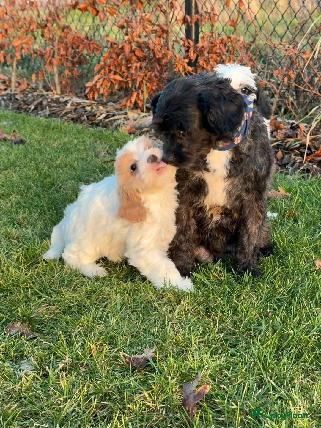 Maltipoo honden te koop: Leuke maltipoo pups  - Advertentie 24