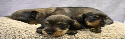 Ruwhaar Teckel honden te koop: Ruwhaar Dwerg/Kaninchen teckel pups met stamboom. - Advertentie 27