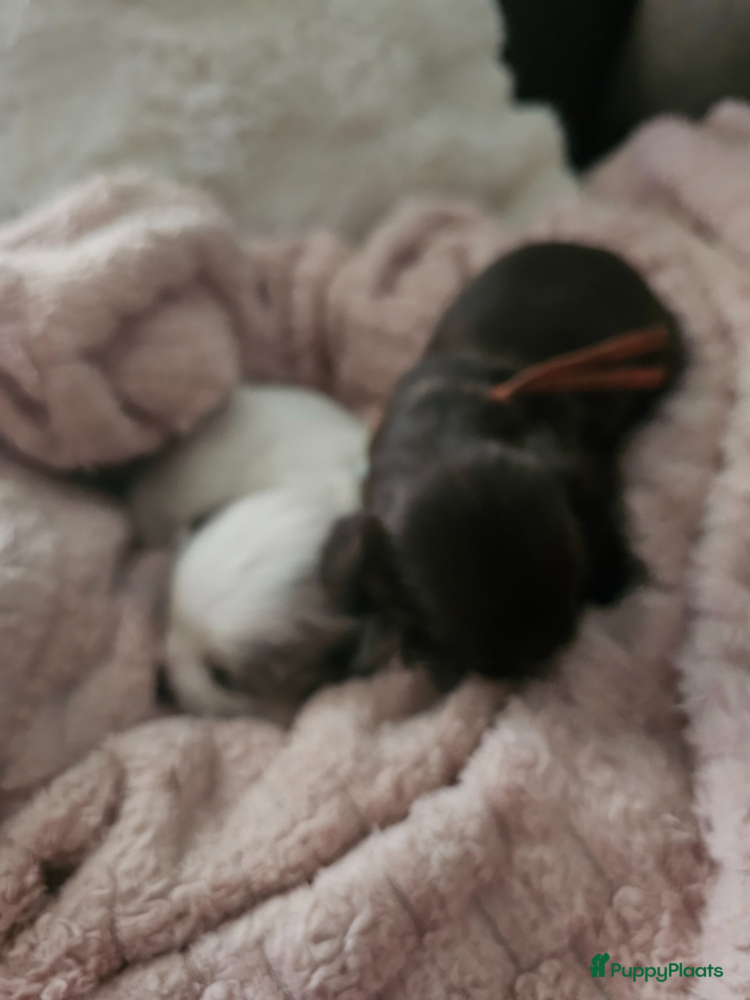 Malshi honden te koop: Boomer - Advertentie 6
