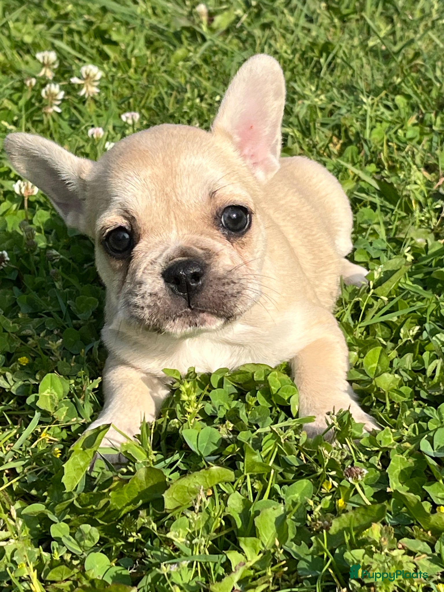 Franse Bulldog honden Franse Bulldog pups goed opgevoed België  - Advertentie 1